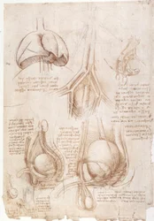 Estudios anatómicos: Pulmones, vejiga...